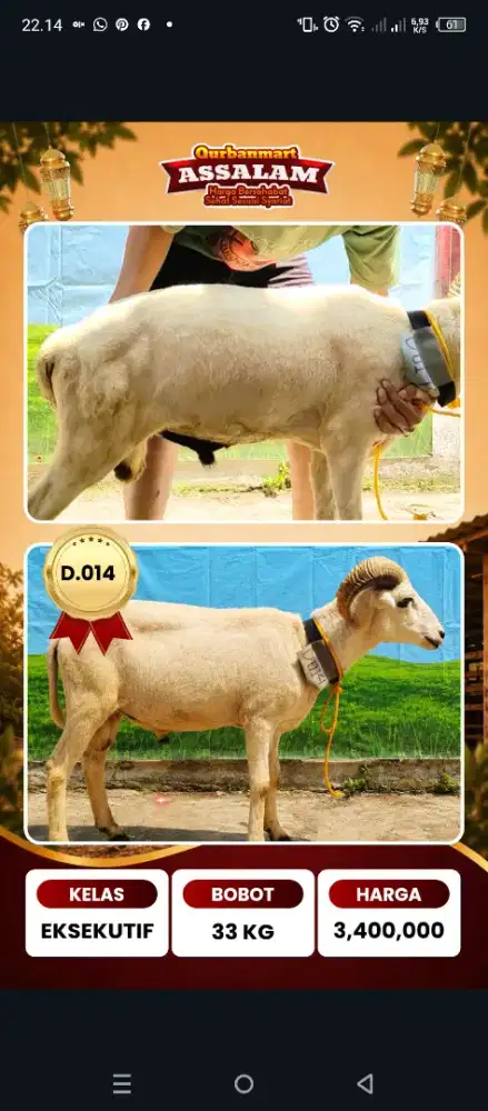 Domba Qurban 2026