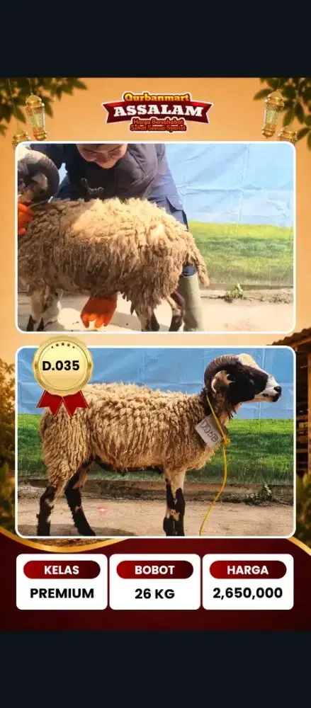 Qurban domba 2026