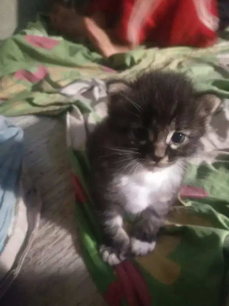 La Kucing persmed