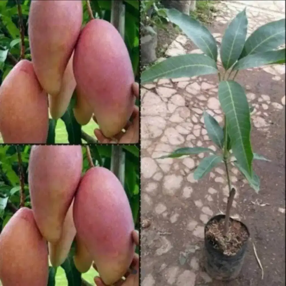 Jual Bibit Pohon Mangga REV IVORY TAWAN international,Cantik murah.