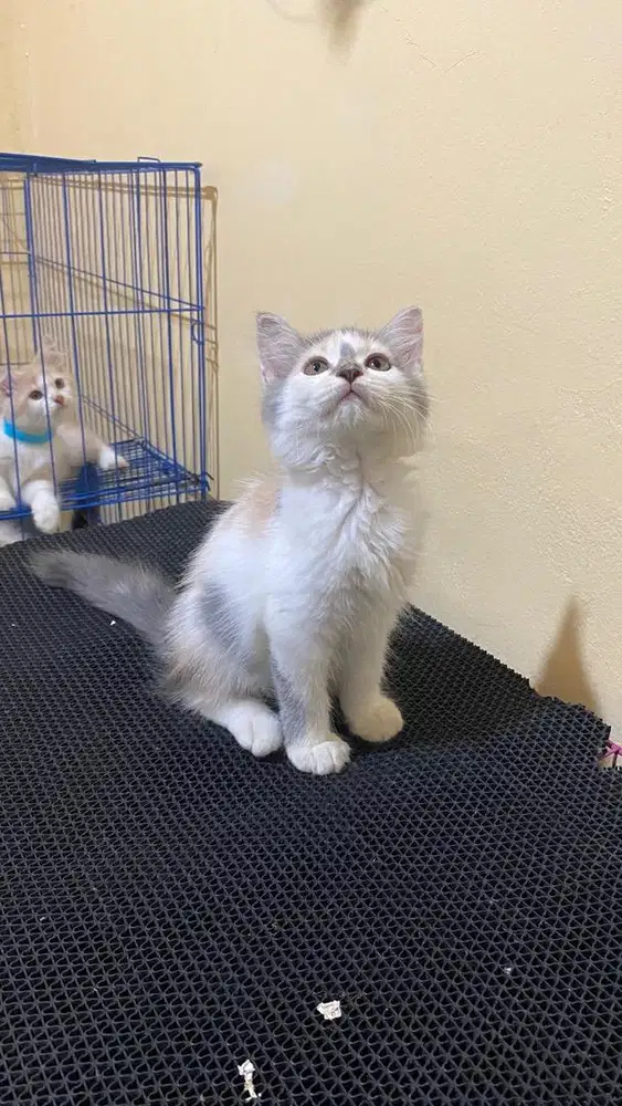 Persia longhair