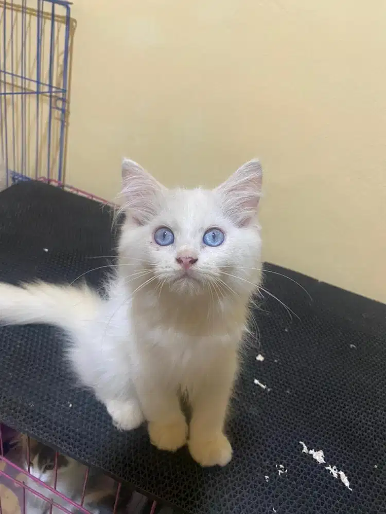Kitten Himalaya