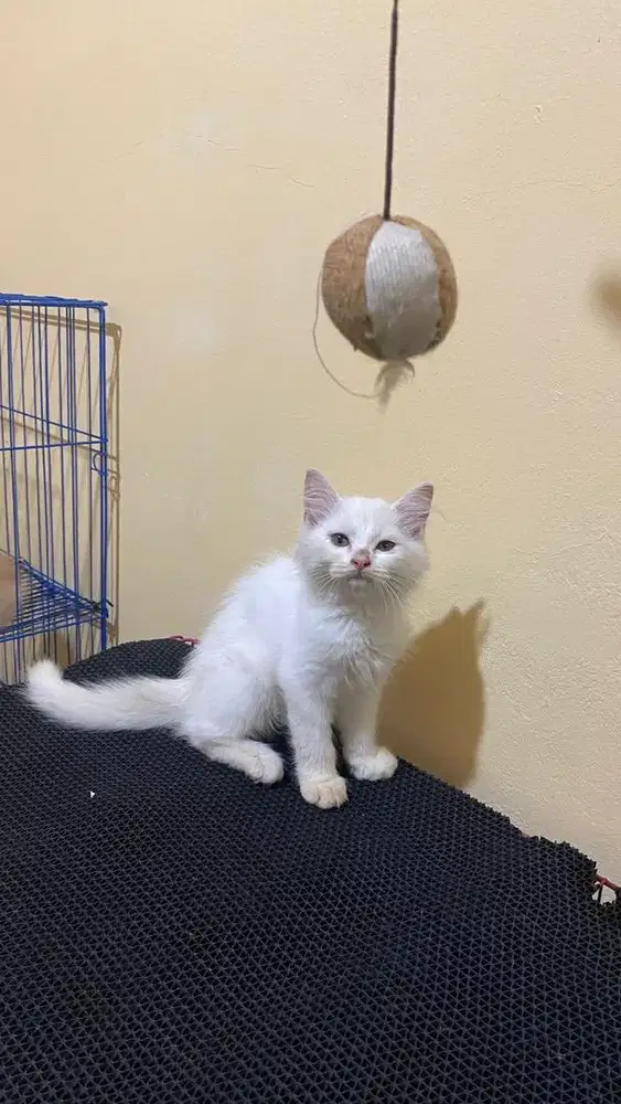 Kitten Himalaya