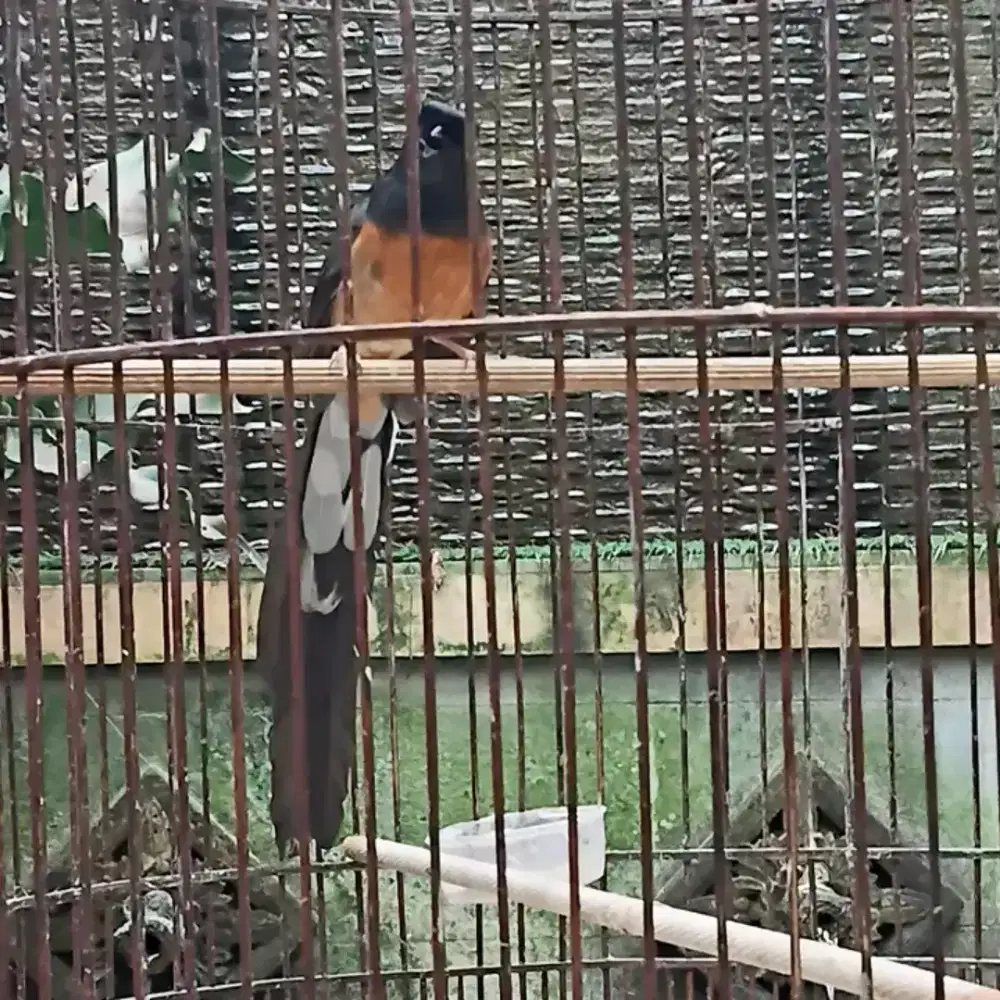 Murai betina siapan pe18cm