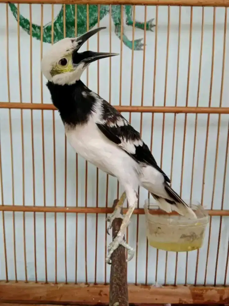 Jalak hongkong muda mulus