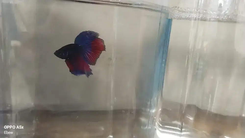 Ikan cupang dan channa