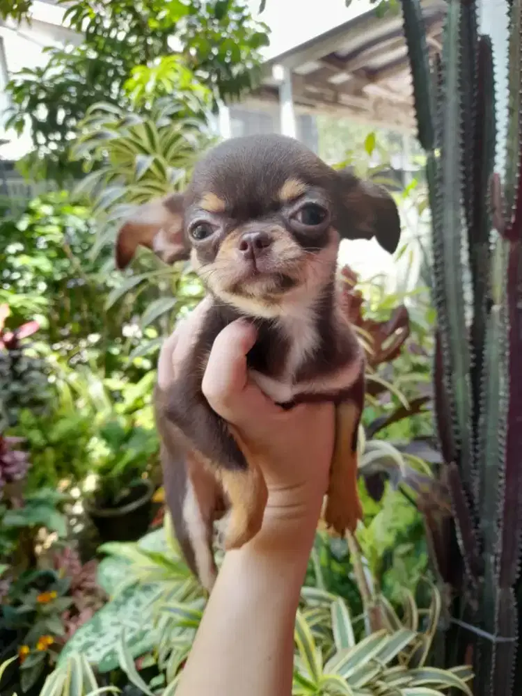 Chihuahua shorthair red betina  •ANASTASIA•