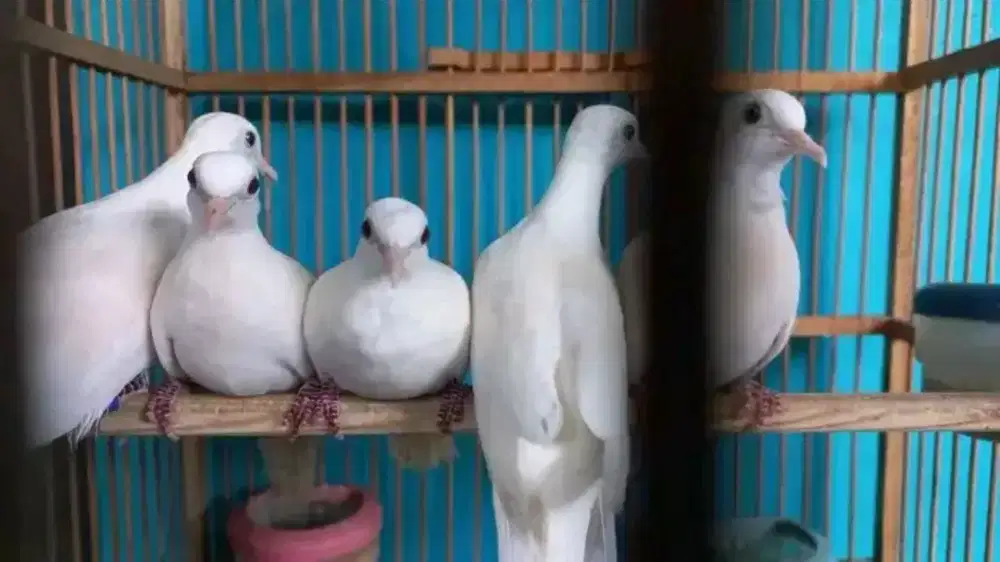 Perkutut putih kapas mata merah