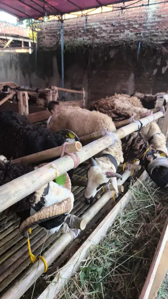 DOMBA UNTUK QURBAN BANYAK DISKON