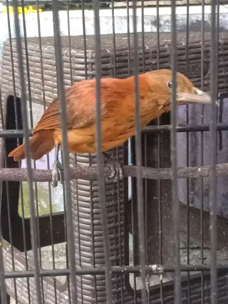 Cucak emas papua mulus
