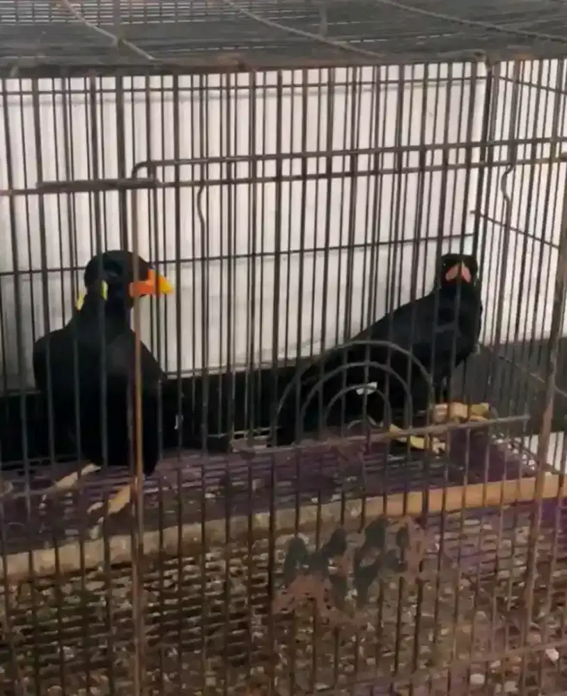Burung bwo muda MH