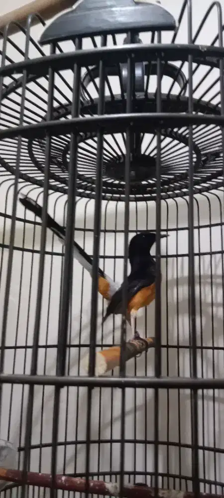 Burung muray prestasi