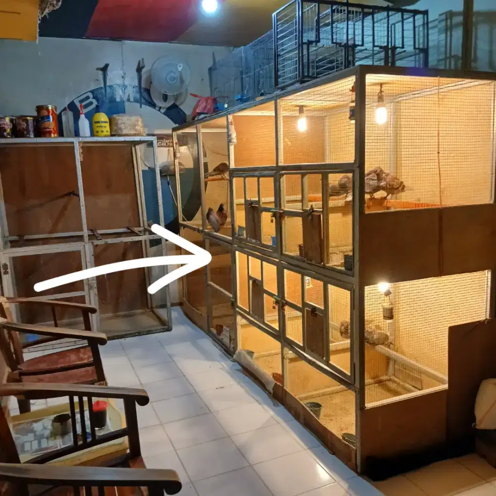 kandang burung merpati dara