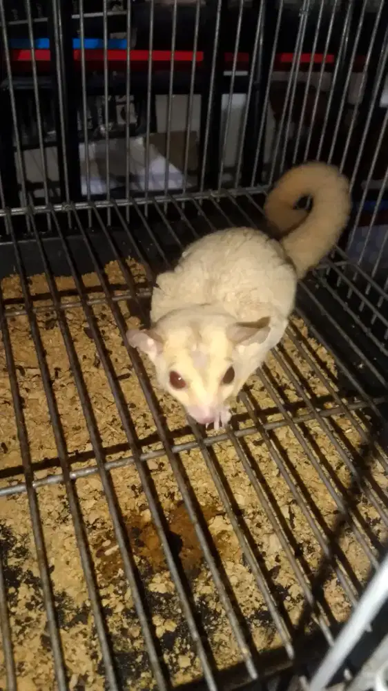 Sugar Glider Creamino Jantan 3 bulan up