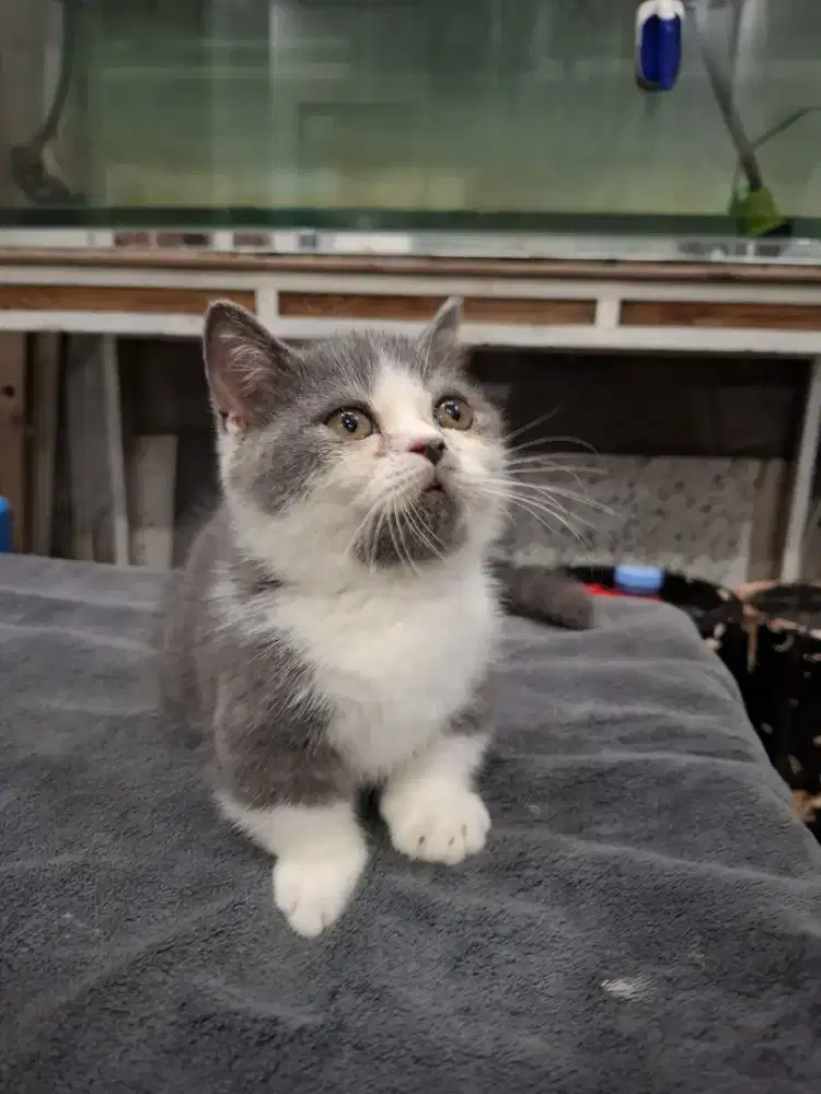 MUNCHKIN BSH Bicolor