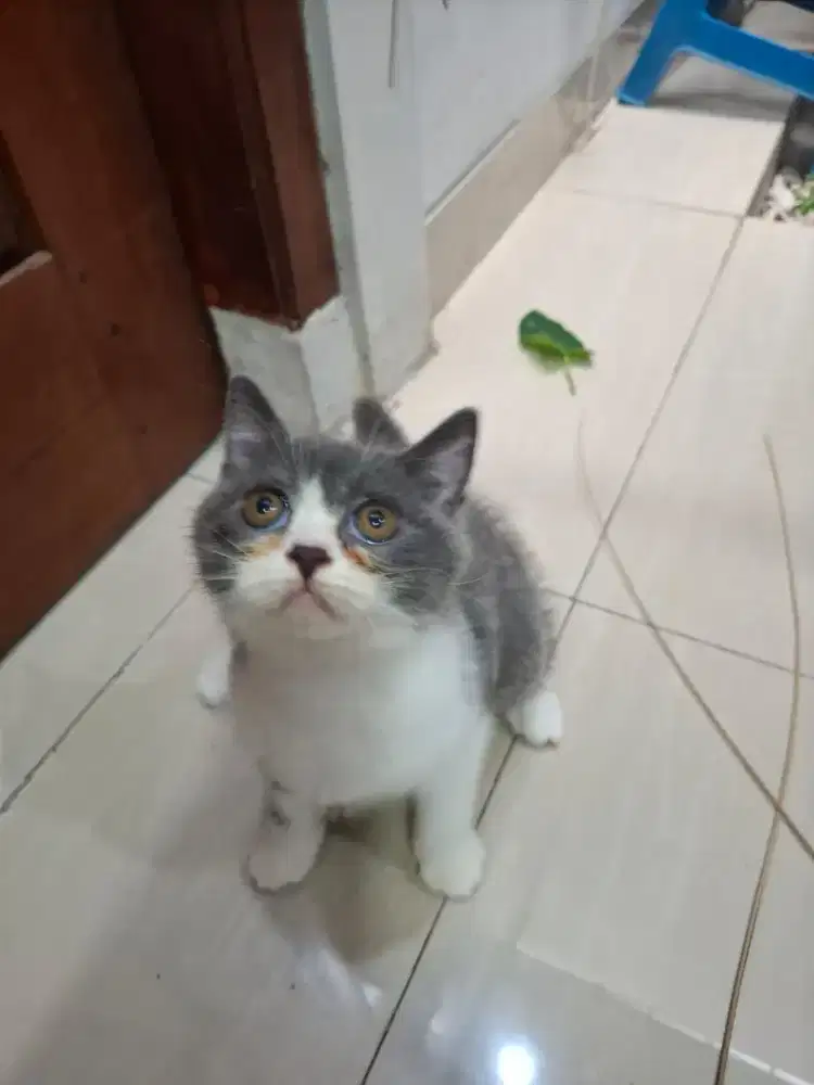 BSH Bicolor Gen Munchkin