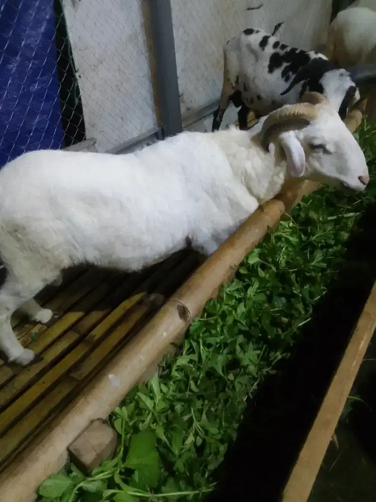 Domba qurban dadakan 1 hari lagi mangga