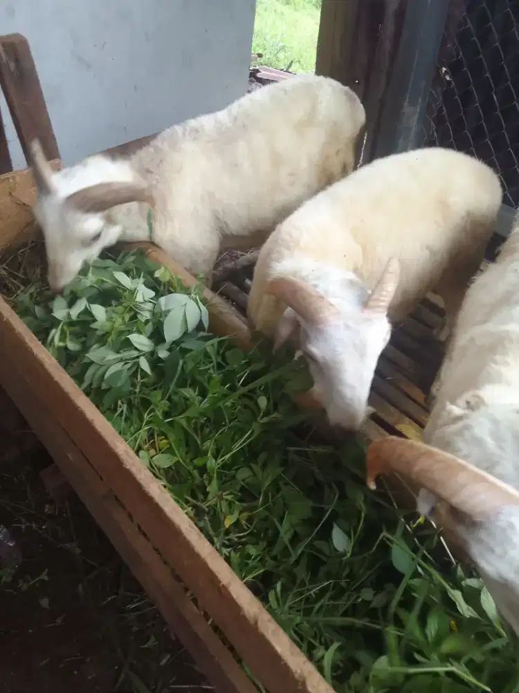 Domba qurban dadakan 1 hari lagi