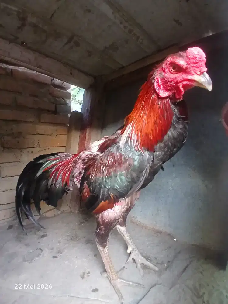 Ayam pakhoy brakot