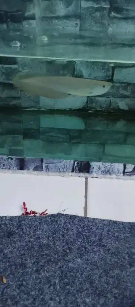 arowana silver 15cm