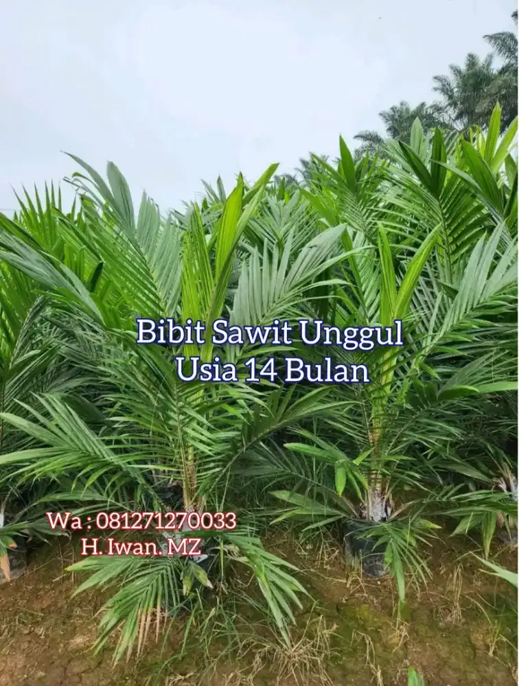 Bibit Sawit Unggul Usia 14 Bulan