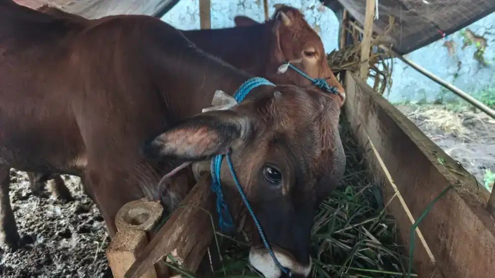 HEWAN QURBAN SAPI MURAH DAN AMANAH