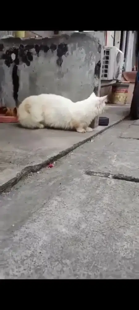 Lepas adop Munchkin jantan dewasa