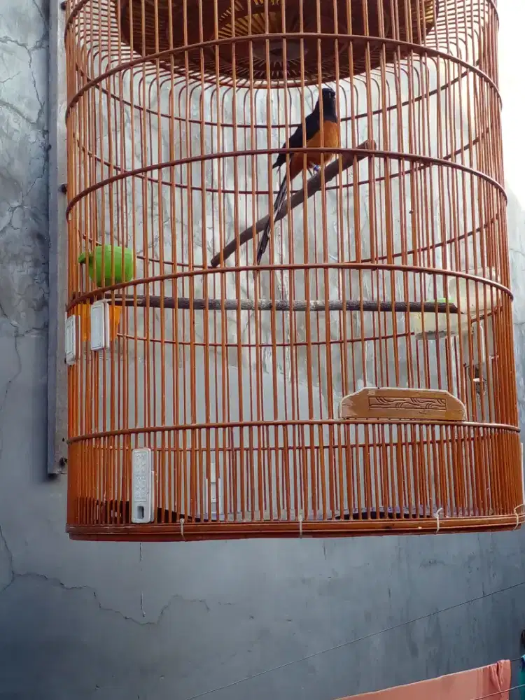 Dijual murai batu medan
