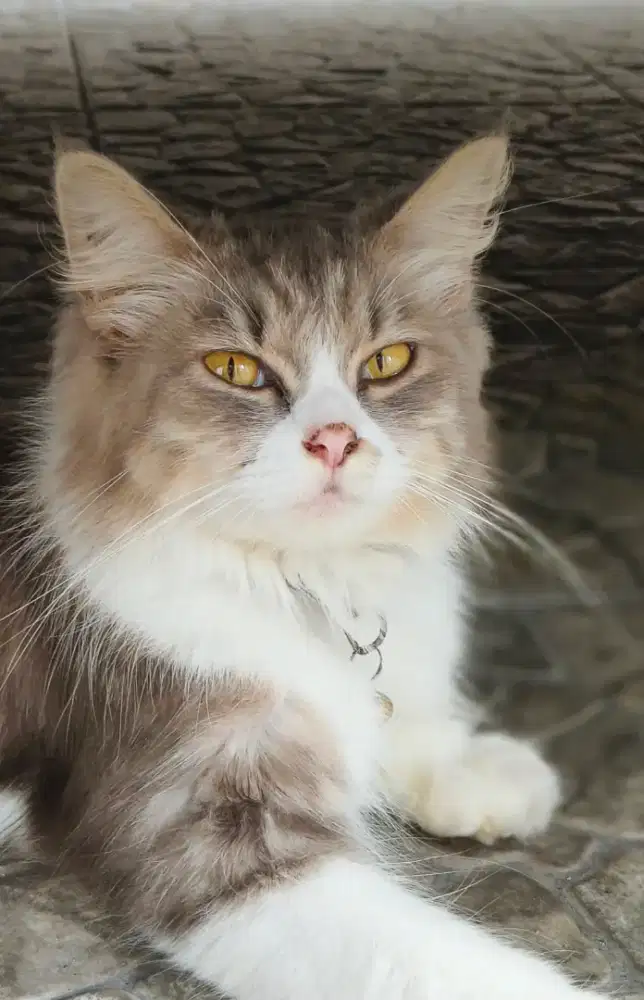 Di jual kucing turunan persia dewasa