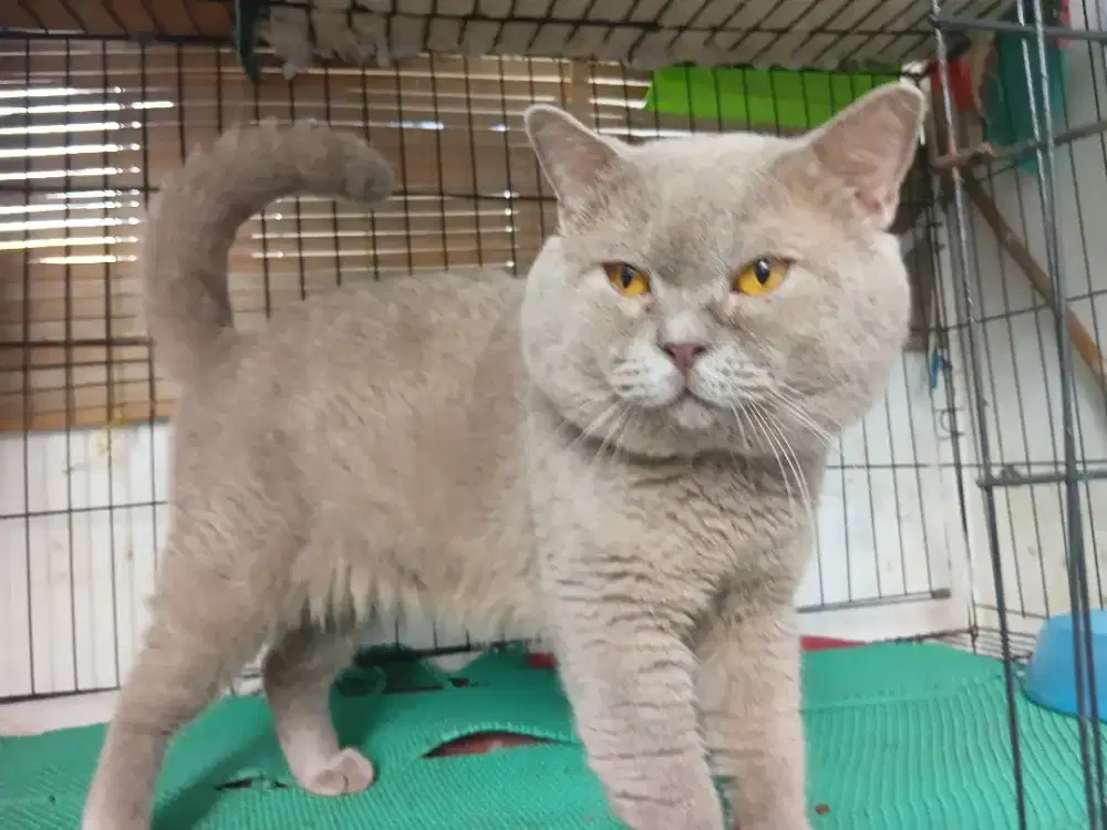 Bsh pure lilac jantan usia 3tahun