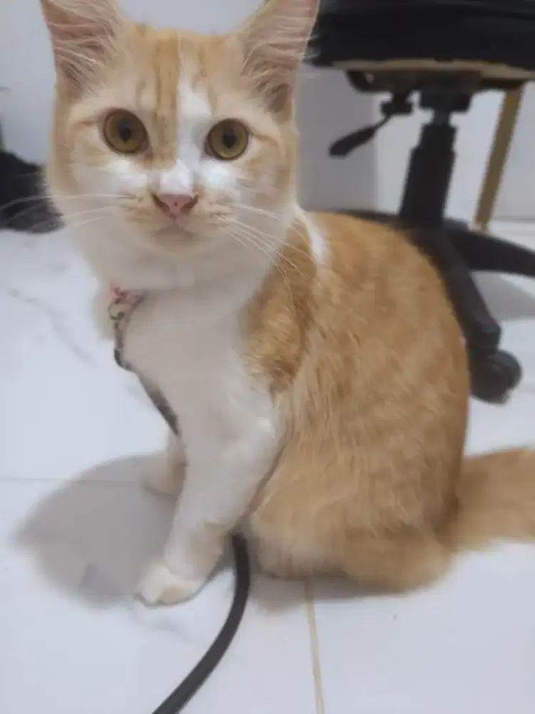 Kucing oren dewasa
