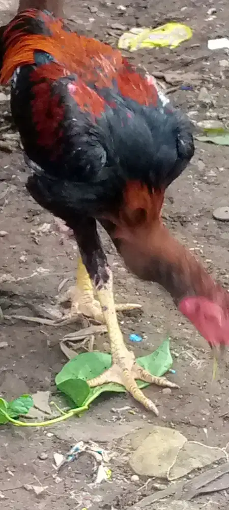 Jual ayam pakoy