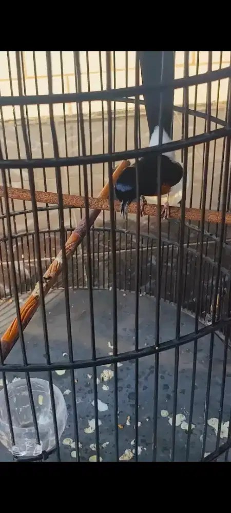 Murai batu gacor siap latberan