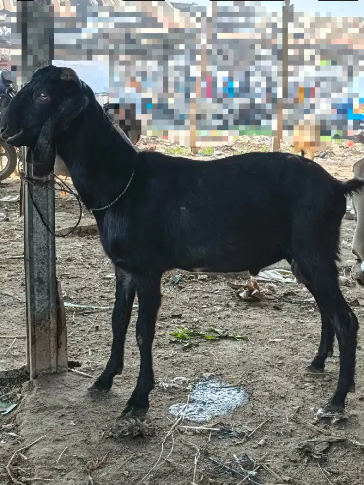 Kambing Qurban Terawat