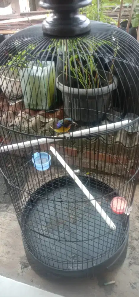 Kolibri kelapa jantan metalik