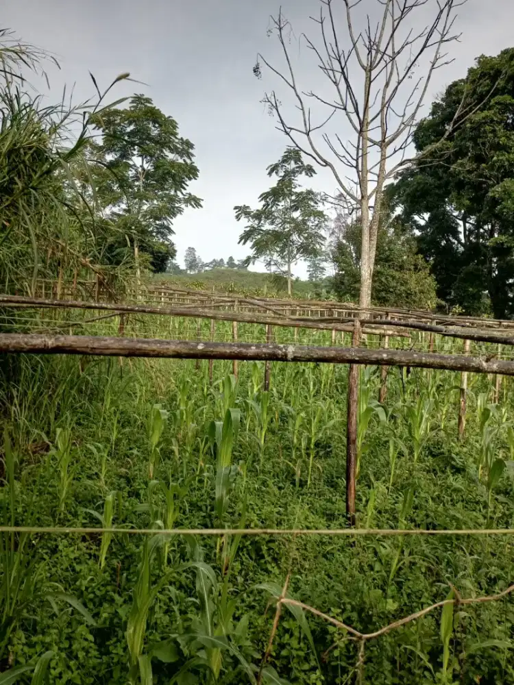 Di jual cepat tanah sebelah polsek takokak