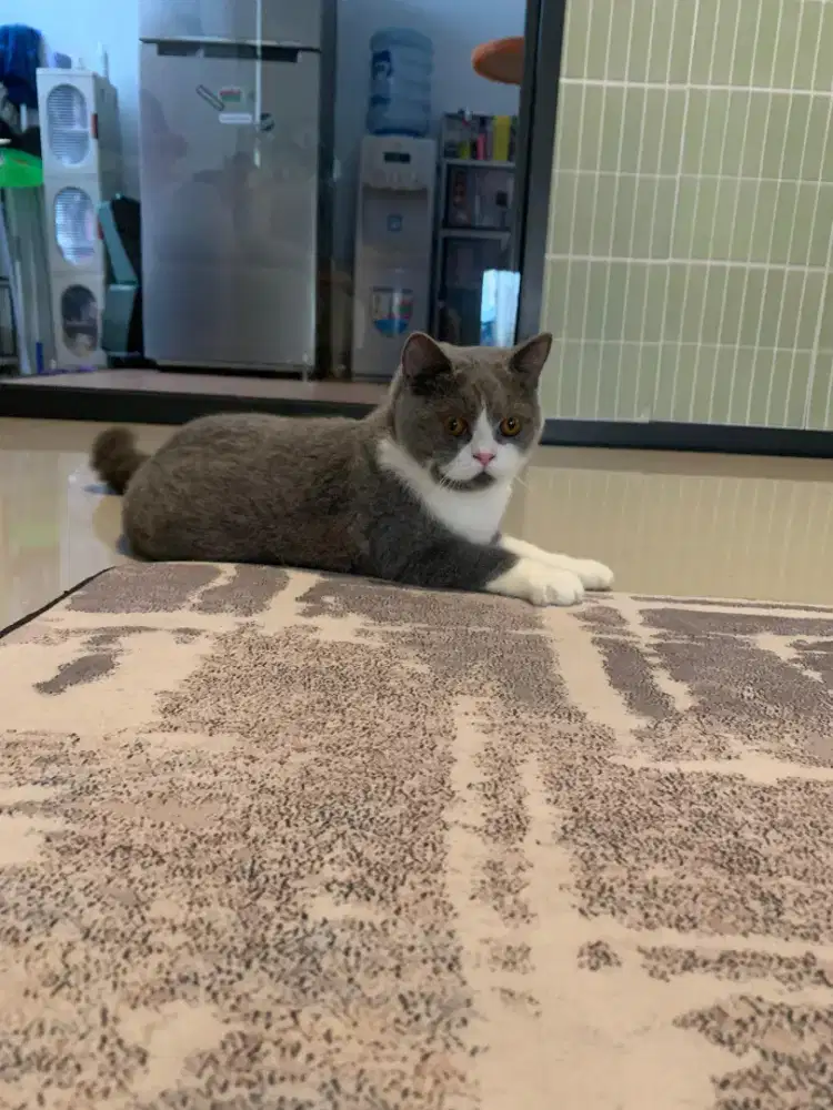 British Shorthair Female Bico Blue (BSH)