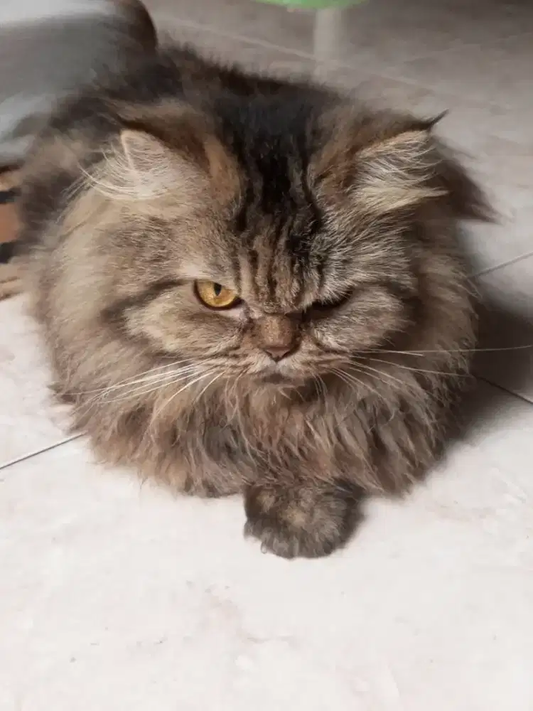 kucing flat marble