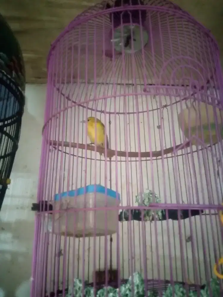 Jual burung cipo jantan GACOR fullset