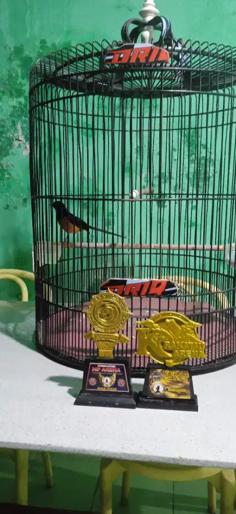 Murai batu siap gantangan