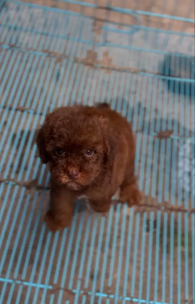 Anjing Tiny Poodle Warna Jarang Ada