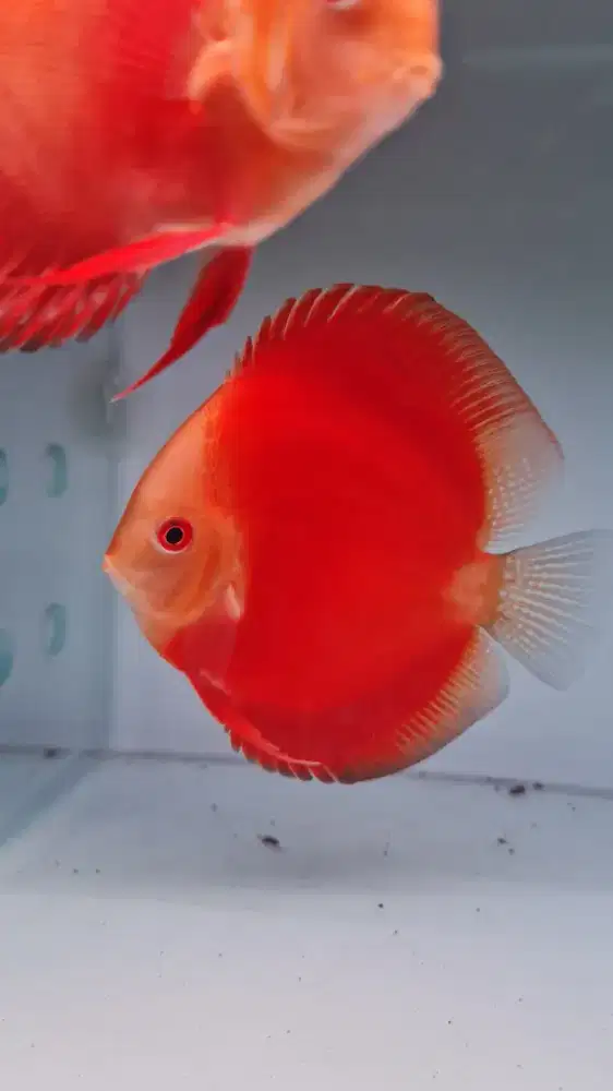 Ikan hias discus