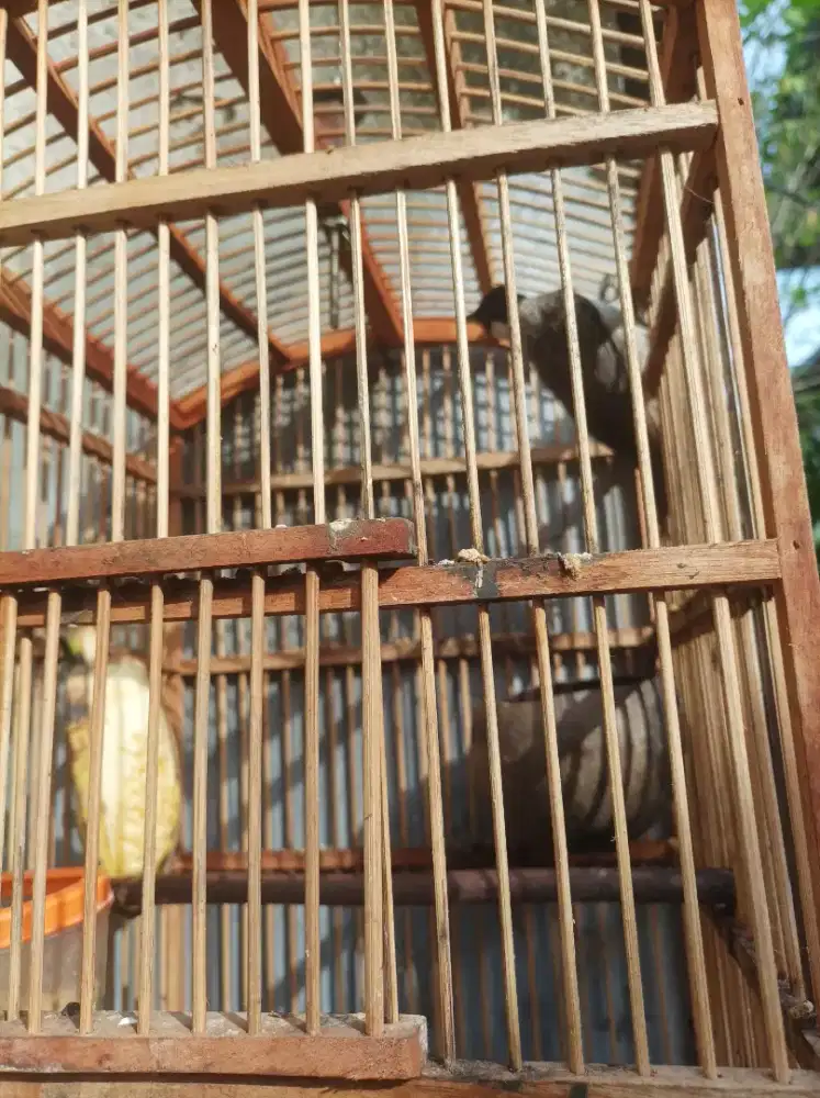 Kutilang Jawa rajin
