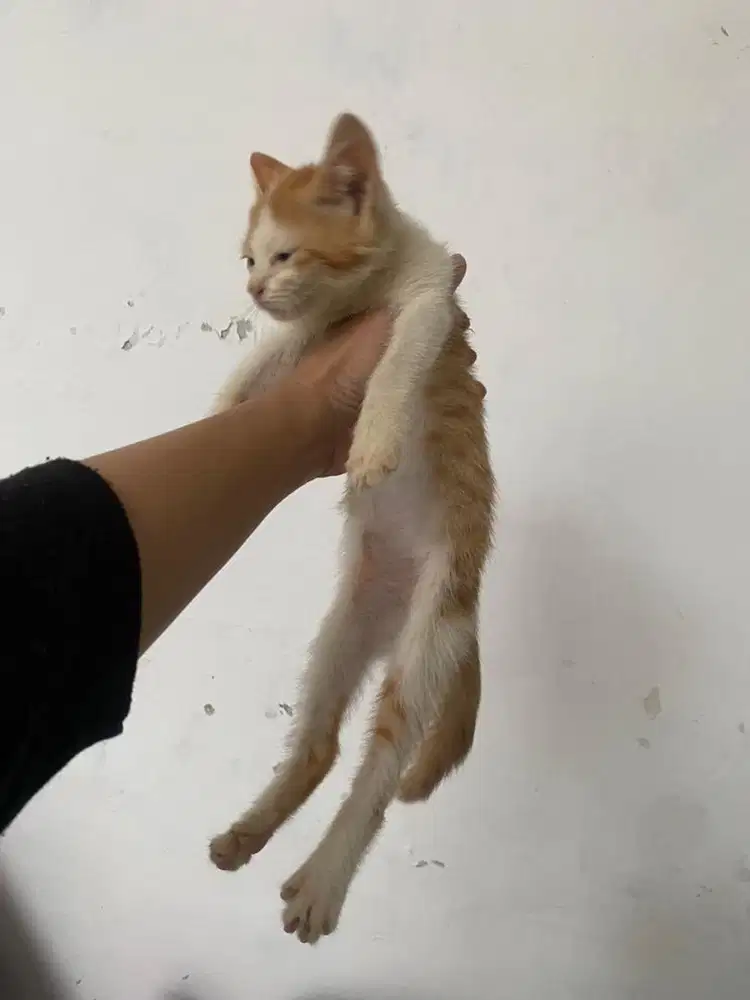 kucing kitten gratis adopsi. jantan sehat pup pasir makan lahap