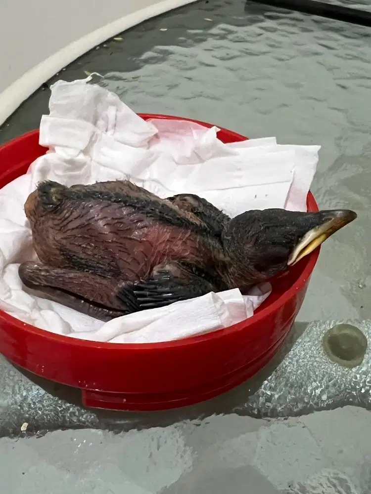 Lolohan Burung Cucak Keling / Perling