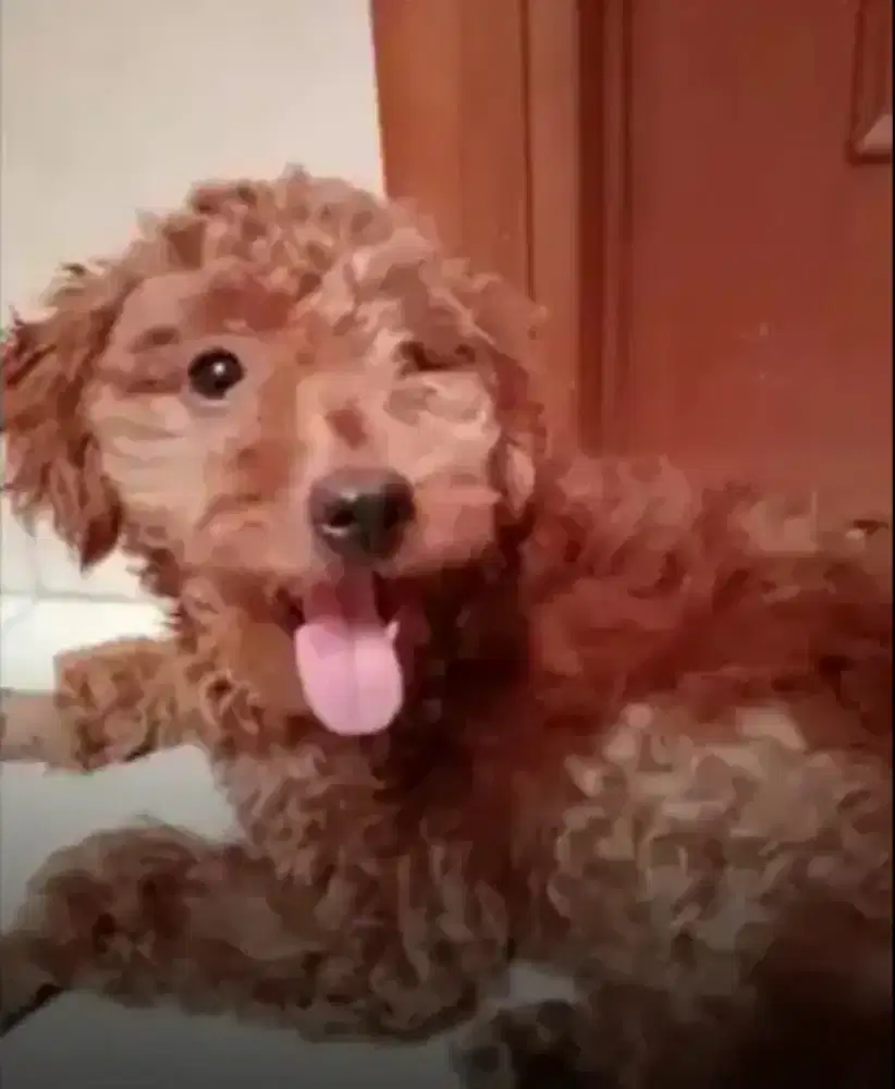 Toy Poodle Red Betina Murah