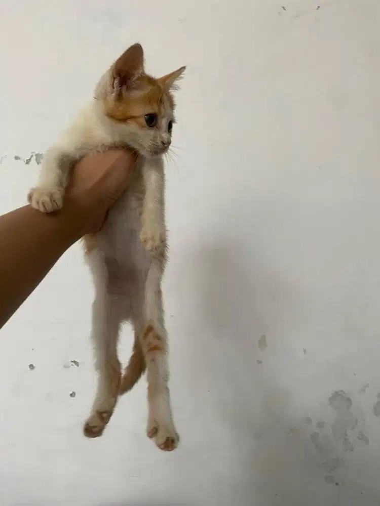 kucing kitten gratis adopsi. jantan sehat pup pasir makan lahap