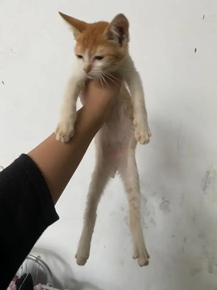 kucing kitten gratis adopsi. jantan sehat pup pasir makan lahap