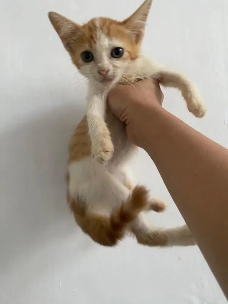 kucing kitten gratis adopsi. jantan sehat pup pasir makan lahap