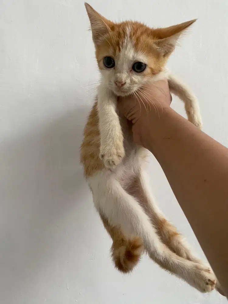 kucing kitten gratis adopsi. jantan sehat pup pasir makan lahap